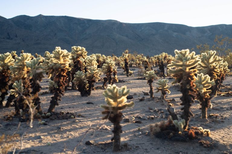 Embracing the Wild: Unconventional Ways to Explore the Great Outdoors