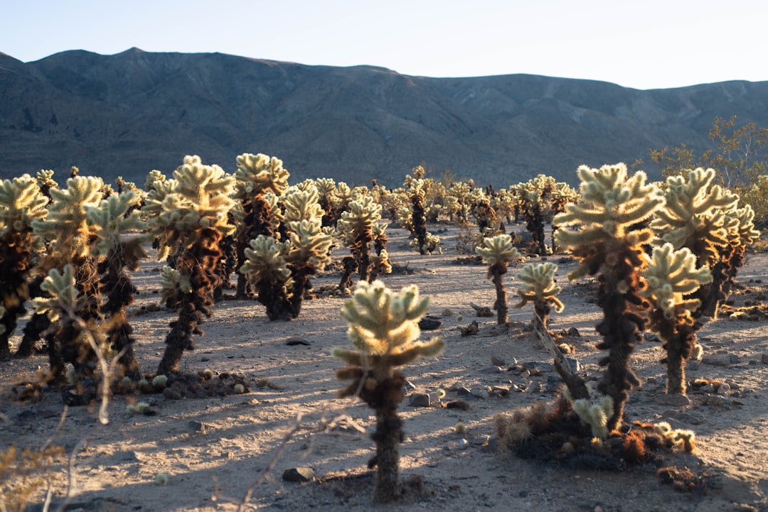 Embracing the Wild: Unconventional Ways to Explore the Great Outdoors